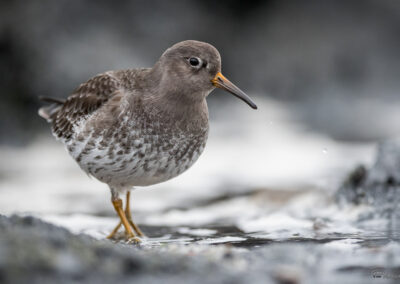 Fjæreplytt - Norge, Bygdøy 14.03.2026