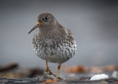 Fjæreplytt - Norge, Bygdøy 14.03.2026