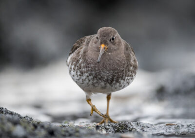 Fjæreplytt - Norge, Bygdøy 14.03.2026