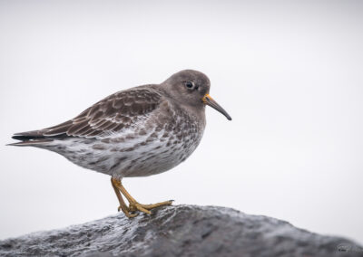 Fjæreplytt - Norge, Bygdøy 14.03.2026