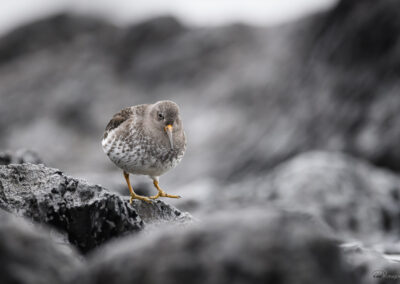 Fjæreplytt - Norge, Bygdøy 14.03.2026