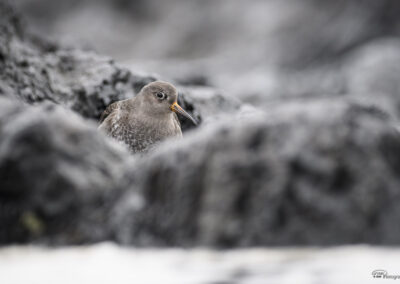 Fjæreplytt - Norge, Bygdøy 14.03.2026