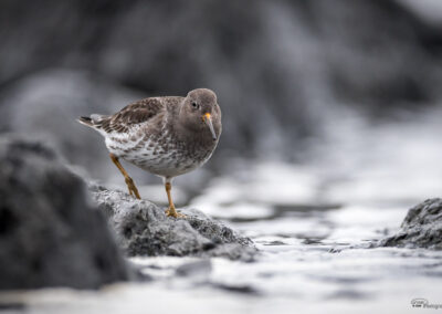 Fjæreplytt - Norge, Bygdøy 14.03.2026