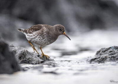 Fjæreplytt - Norge, Bygdøy 14.03.2026