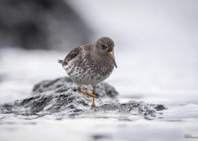 Fjæreplytt - Norge, Bygdøy 14.03.2026