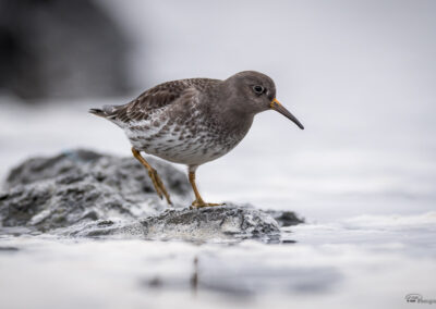 Fjæreplytt - Norge, Bygdøy 14.03.2026