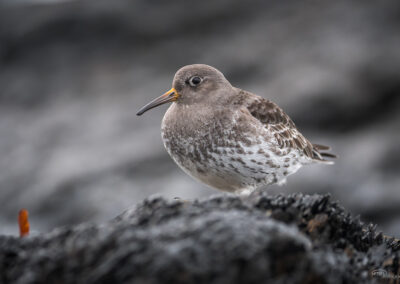 Fjæreplytt - Norge, Bygdøy 14.03.2026