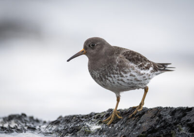 Fjæreplytt - Norge, Bygdøy 14.03.2026