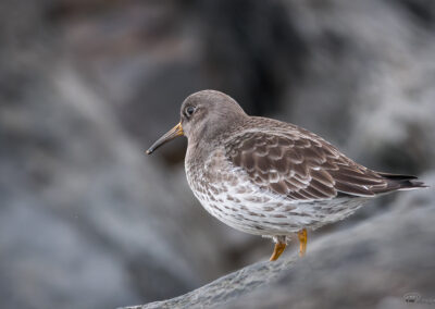 Fjæreplytt - Norge, Bygdøy 14.03.2026
