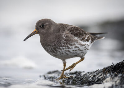 Fjæreplytt - Norge, Bygdøy 14.03.2026