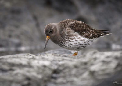Fjæreplytt - Norge, Bygdøy 14.03.2026