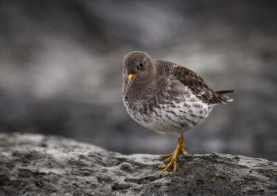 Fjæreplytt - Norge, Bygdøy 14.03.2026