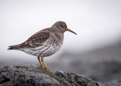 Fjæreplytt - Norge, Bygdøy 14.03.2026