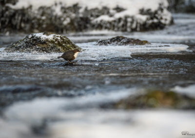 Fossekall - Norge, Sarpsborg 14.02.2026