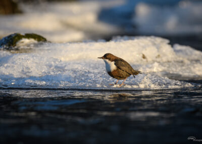 Fossekall - Norge, Sarpsborg 14.02.2026
