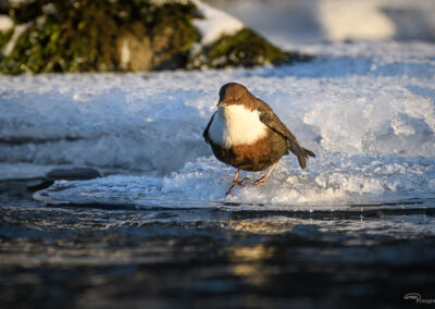 Fossekall - Norge, Sarpsborg 14.02.2026