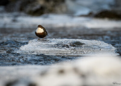 Fossekall - Norge, Sarpsborg 14.02.2026