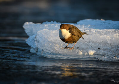 Fossekall - Norge, Sarpsborg 14.02.2026