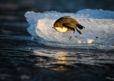 Fossekall - Norge, Sarpsborg 14.02.2026