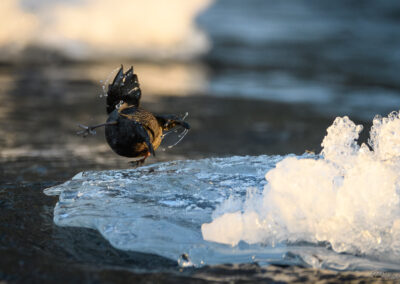 Fossekall - Norge, Sarpsborg 14.02.2026