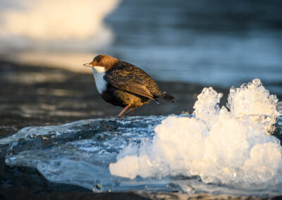 Fossekall - Norge, Sarpsborg 14.02.2026