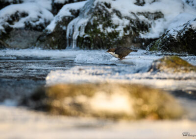 Fossekall - Norge, Sarpsborg 14.02.2026