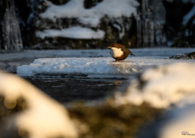 Fossekall - Norge, Sarpsborg 14.02.2026