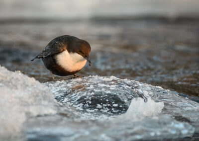 Fossekall - Norge, Sarpsborg 14.02.2026