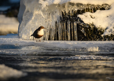 Fossekall - Norge, Sarpsborg 14.02.2026
