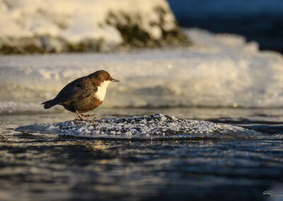 Fossekall - Norge, Sarpsborg 14.02.2026