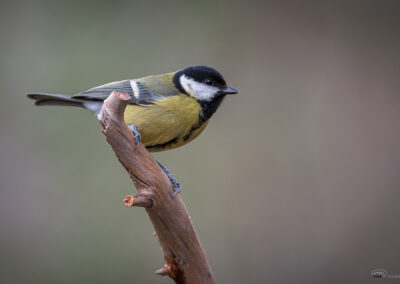 Kjøttmeis - Norge, Fredrikstad 08.03.2026