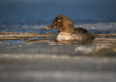 Kvinand - Norge, Torsnes 21.02.2026