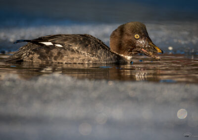 Kvinand - Norge, Torsnes 21.02.2026
