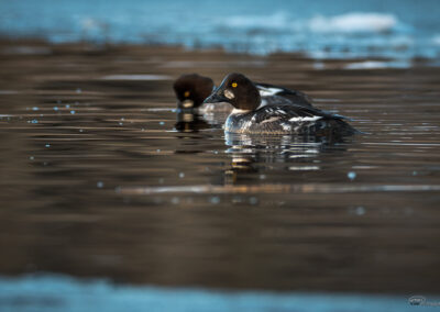 Kvinand - Norge, Torsnes 24.02.2026