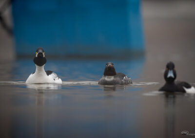 Kvinand - Norge, Torsnes 09.03.2026