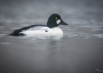 Kvinand - Norge, Torsnes 09.03.2026