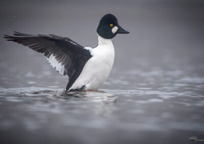 Kvinand - Norge, Torsnes 09.03.2026