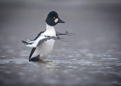 Kvinand - Norge, Torsnes 09.03.2026