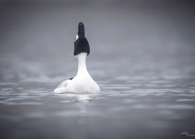 Kvinand - Norge, Torsnes 09.03.2026