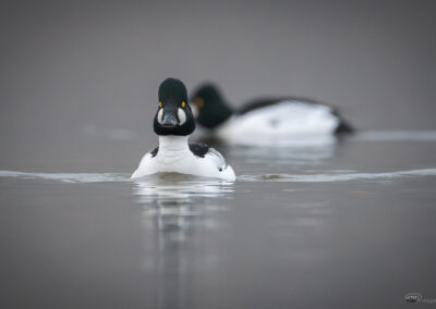 Kvinand - Norge, Torsnes 09.03.2026