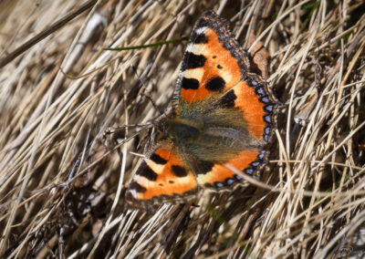 Neslesommerfugl - Norge, Sarpsborg 31.03.2026