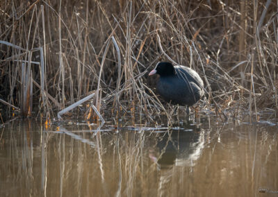 Sothøne - Norge, Fredrikstad 28.03.2026