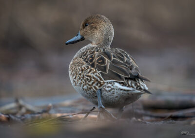 Stjertand - Norge, Østensjøvannet 14.03.2026