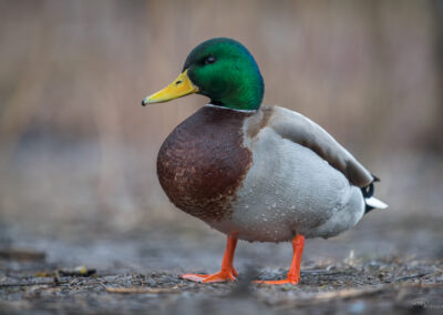 Stokkand - Norge, Østensjøvannet 14.03.2026