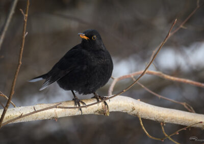 Svarttrost - Norge, Fredrikstad 14.02.2026