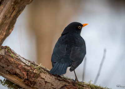 Svarttrost - Norge, Fredrikstad 24.02.2026