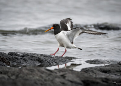 Tjeld - Norge, Bygdøy 14.03.2026