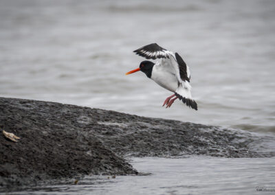 Tjeld - Norge, Bygdøy 14.03.2026