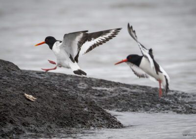 Tjeld - Norge, Bygdøy 14.03.2026