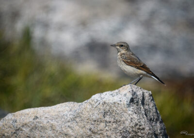 Steinskvett - Norge, Asmaløy 27.07.2026